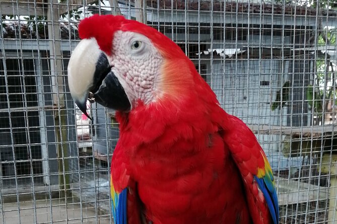 Roatan Zipline Adventure, Sloths & Monkeys,Chocolate Factory Tour - From Port of Roatán Pickup to Jungle Top Check-In