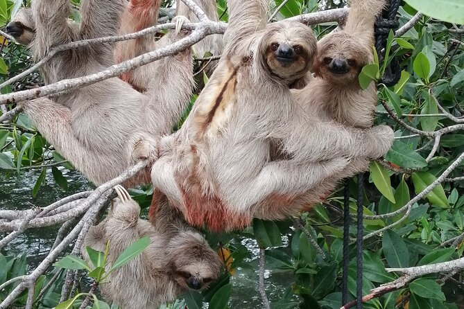 Roatan Zipline Adventure, Sloths & Monkeys,Chocolate Factory Tour - Roatan Chocolate Factory: A Short Lesson and a Small Taste