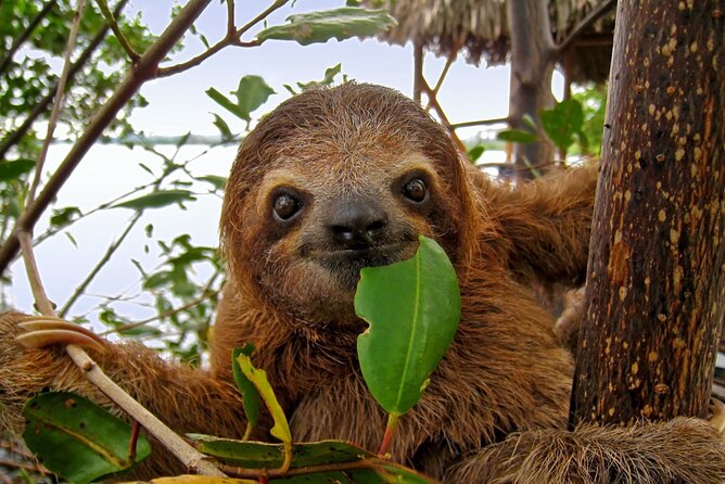 Roatan Zipline Adventure, Sloths & Monkeys,Chocolate Factory Tour - Roatan Rum Company: Samples of Local Flavors