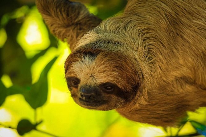 Roatan Zipline, ATV Buggy Ride + Sloths & Exclusive Beach Access - ATV buggy adventure: mud trails, waterfalls, and the Secret Well