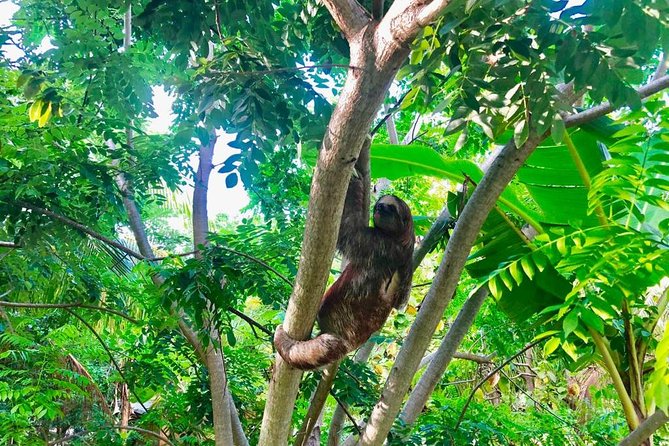 Roatan Zipline, ATV Buggy Ride + Sloths & Exclusive Beach Access - Jungle zipline: 12 lines, real altitude, and hands-on instruction