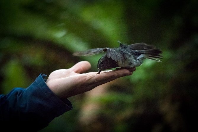Rotorua Canopy Tours: 2.5Hour Native Forest Zipline Adventure - The Practical Stuff That Makes or Breaks Your Day