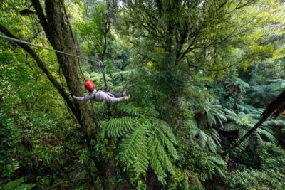 Rotorua Canopy Tours: 2.5Hour Native Forest Zipline Adventure - Riding Over 1000-Year Native Forest: What the Zipline Course Feels Like