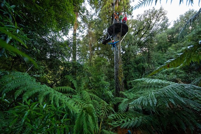 Rotorua’s Ultimate Zipline: 6 ziplines, 400 m Tandem, Cliff Walk - Ancient Forest Platforms and Stretches Between Ziplines