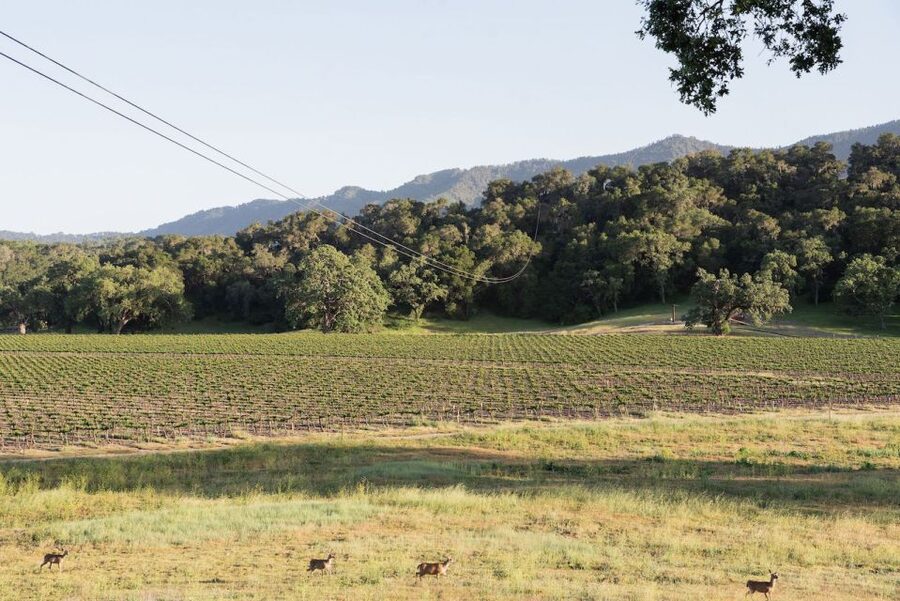 Santa Margarita: Zipline Adventure with 6 Different Ziplines - Flying 6 ziplines over Pinot Noir vines and big sky