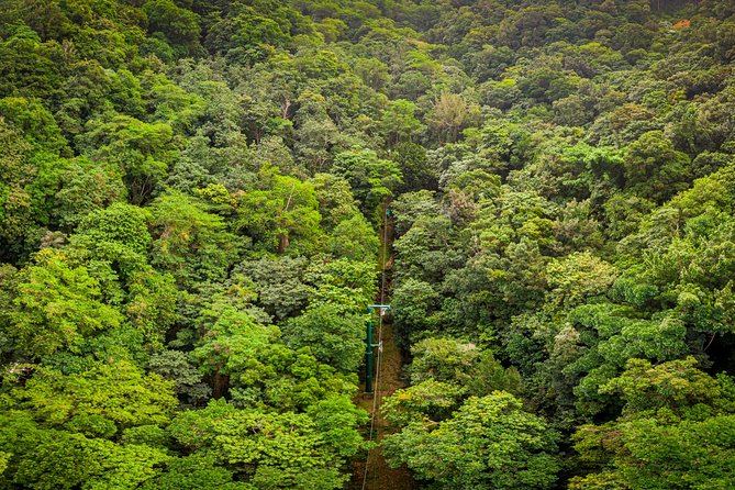 St Lucia Ultimate 3: Aerial Tram, Zipline and Hiking at Rainforest Adventures - Top station to canopy start: the short walk that sets expectations