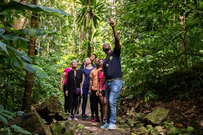 St Lucia Ultimate 3: Aerial Tram, Zipline and Hiking at Rainforest Adventures - The guided hike section: short on paper, more work in real life