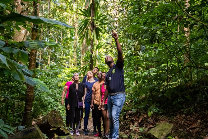 St Lucia Ultimate 3 Package: Aerial Tram, Zipline and Hiking - What Makes This Combo Good Value for $109