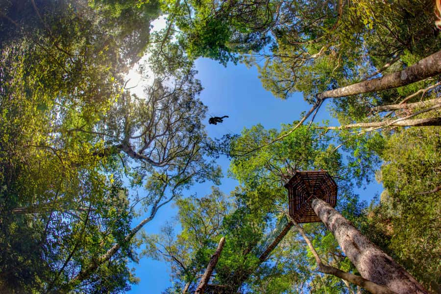 Storms River: Tsitsikamma National Park Zipline Canopy Tour - The Forest Lessons You’ll Actually Remember