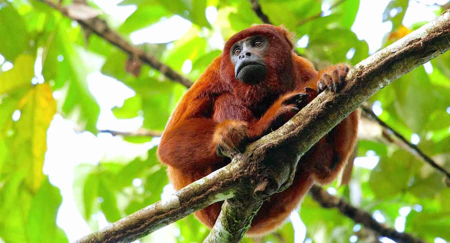 Tambopata: Zipline Adventure & Kayak to Monkey Island - Key things to know before you go