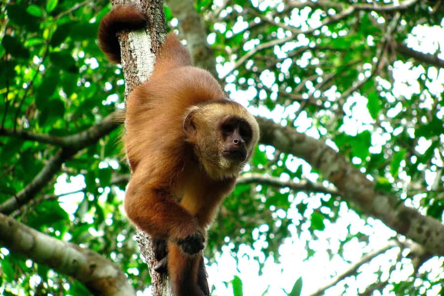Tambopata: Zipline Adventure & Kayak to Monkey Island - Who This Tour Fits Best (and Who Might Skip It)