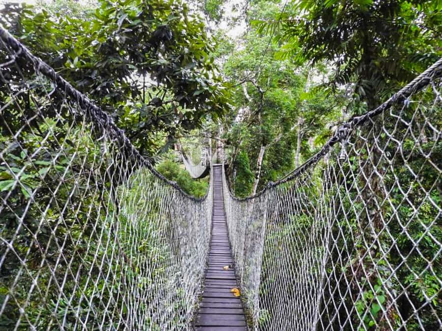 Tambopata: Zipline Adventure & Kayak to Monkey Island - Lunch at the Lodge: Fuel for the Kayak and Monkey Island