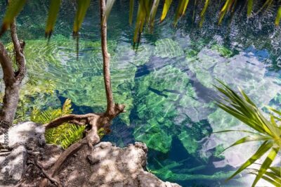 Tour 4 Cenotes Casa Tortuga Tulum. Food + Zipline. Includes Pickup. - The vibe check: music, kids, and when peace is possible