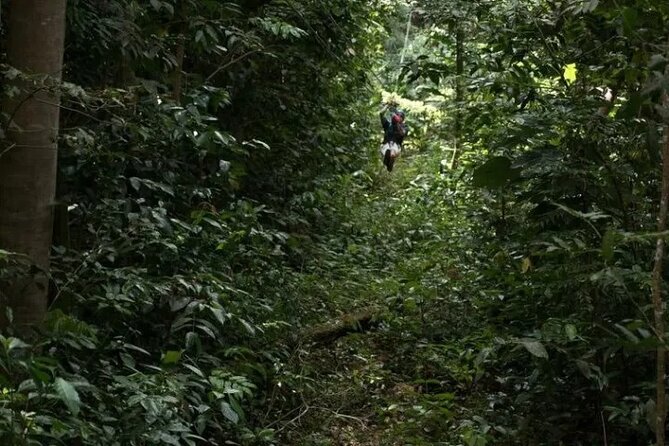 Treetop Adventure Park Canopy Tour - Price and value: what you get for $101.54 per person