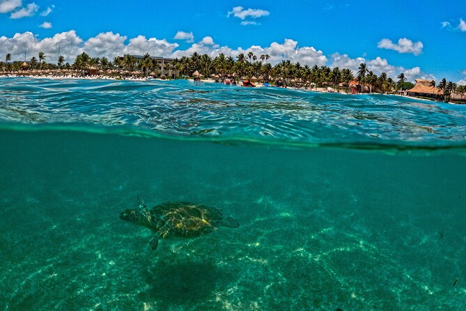 Turtle Snorkeling and Jungle Adventure with Cenote - Price and value: what $119 really buys, plus the $20 fee