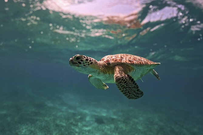 Turtle Snorkeling and Jungle Adventure with Cenote - Lunch, bottled water, and the small-group feel