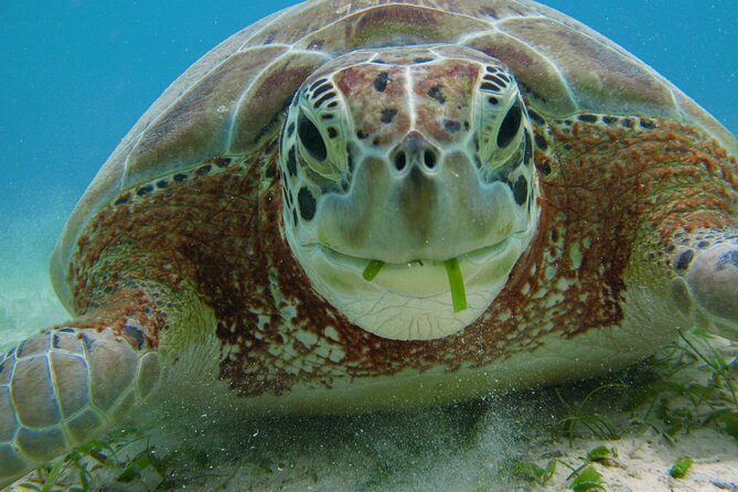 Turtle Snorkeling and Jungle Adventure with Cenote - Guide names that come up often, and what that signals