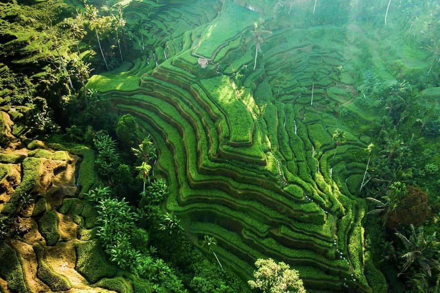 Ubud 3-in-1: Swing, Zipline & SkyBike Adventure - Price and value check for $30 (and why ticket details matter)