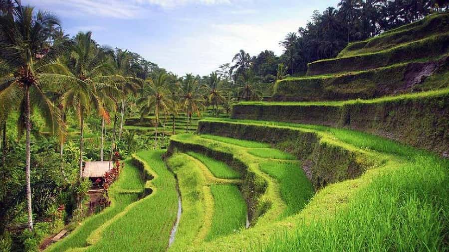 Ubud 3-in-1: Swing, Zipline & SkyBike Adventure - Practical tips so your day runs smooth