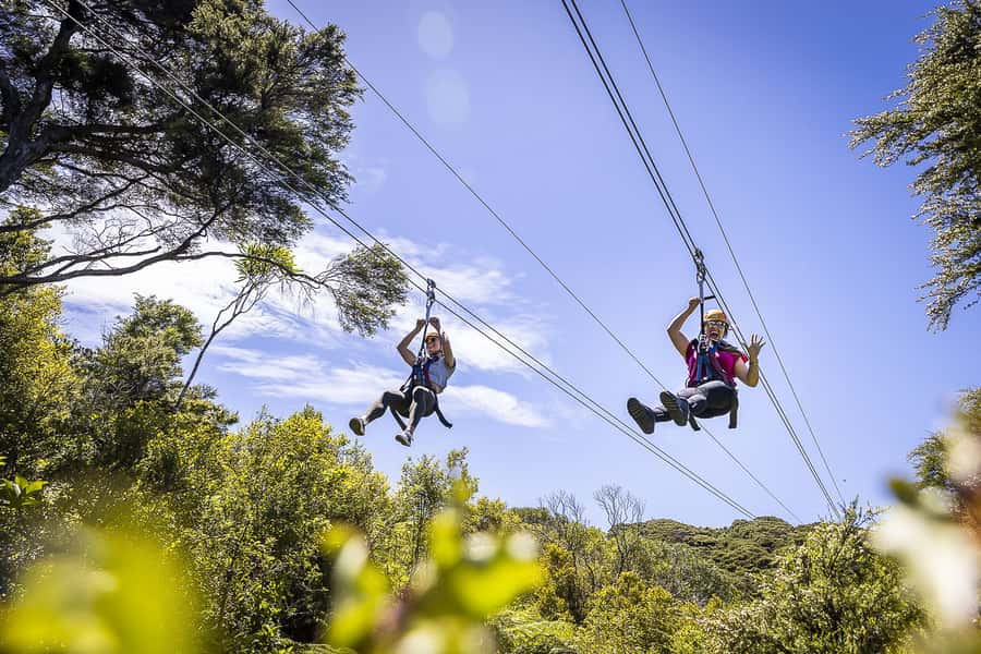 Waiheke Island: Zipline and Native Forest Adventure Trip - The three dual ziplines: native forest canopy, vineyard views, and that first rush