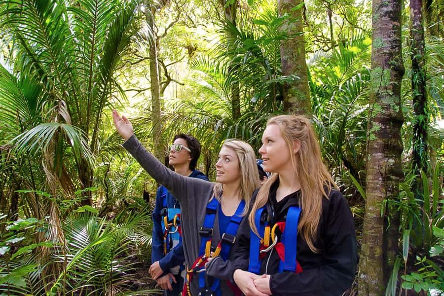 Waiheke Island: Zipline and Native Forest Adventure Trip - Who this zipline tour suits best (and who should skip)