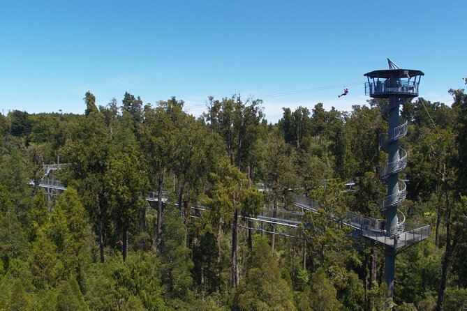 West Coast Tower Zipline & Treetop Walk Combo - What Happens After You Fly: Cafe Time and a Calm Finish