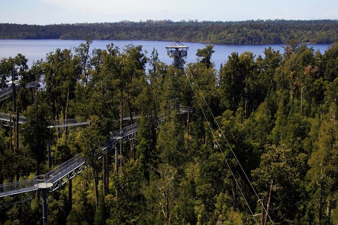 West Coast Tower Zipline & Treetop Walk Combo - 106 Steps Up the Spiral Tower: Big Views, Real Effort