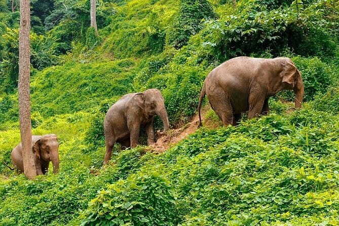 Zipline Experience in Phuket - Panoramic Phuket and Andaman Sea views from above